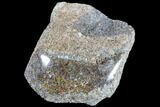 Polished Dinosaur Bone (Gembone) Section - Colorado #86819-1